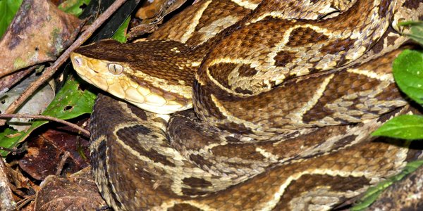 Quali sono i passaggi per lanciare con successo un servizio di car sharing elettrico in una città medio-piccola?