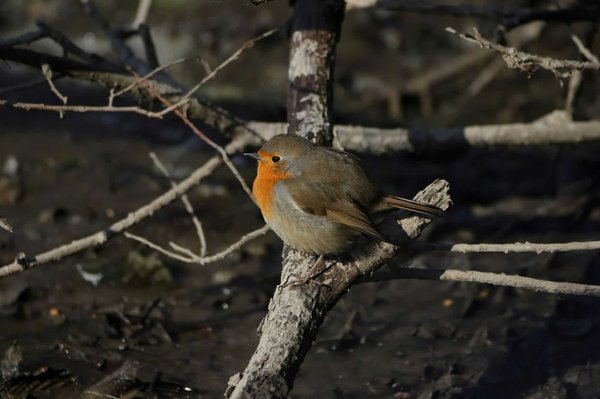 Come posso sfruttare le aste immobiliari per acquistare una proprietà a basso costo a Taranto?